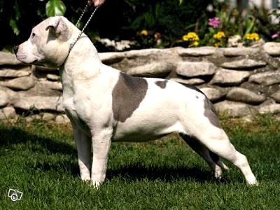 large